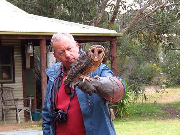 Masked Owl